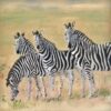 Zebras